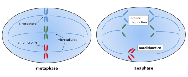 non-disjunction in anaphase of meiosis/mitosis resulting in an imbalance of chromosomes