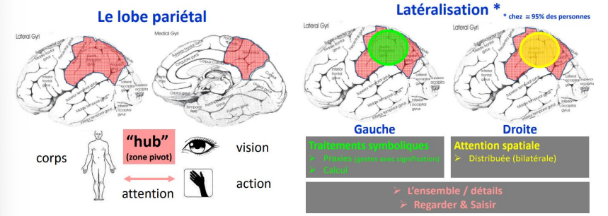 \-Atteinte cérébrale diffuse (fonctionnelle ou lésionnelle) :
✓ Etat confusionnel.
✓ Encéphalopathies (= état confusionnel plus long).
✓ Démences.
\-Atteinte localisée aux points clés du réseau :
• Lobes frontaux :
✓ Traumatismes crâniens
✓ Sclérose en plaques sévère
• Lobes pariétaux (latéralisation droite)
✓ Troubles de l’attention spatiale.
HUB = combinaison de la position du corps, de la vision et de l’action.
Le lobe pariétal est la partie du cerveau qui est la plus latéralisée, la plus spécialisée. En général, l’hémisphère gauche est dominant.