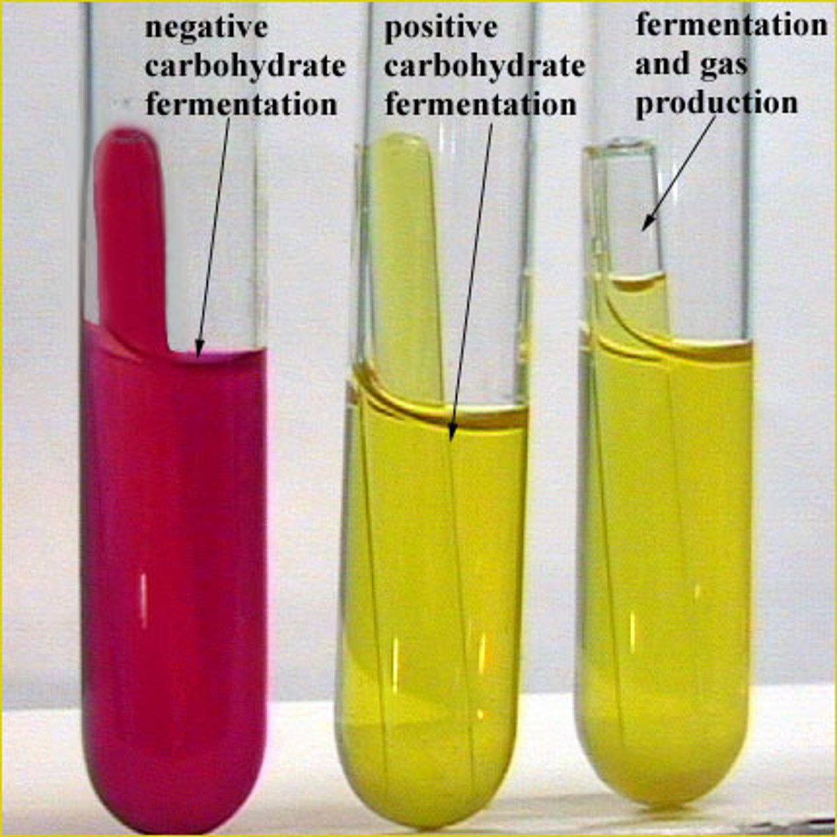 <p>Tests for Sugar Fermentation</p><p>Anaerobic Microbes/some aerobes</p><p>Products: acids and sometimes gases</p><p>Differentiates Enterobacteriacae from other Gram(-) rods OR Gram(+) Fermenters</p>