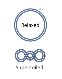 <p><span>A plasmid is a small, circular, double-stranded DNA molecule found in bacterial cells. It is </span><span style="color: red"><strong>independent of the chromosomal DNA</strong></span><span>.</span></p>