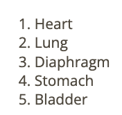 <p>c) stomach</p>
