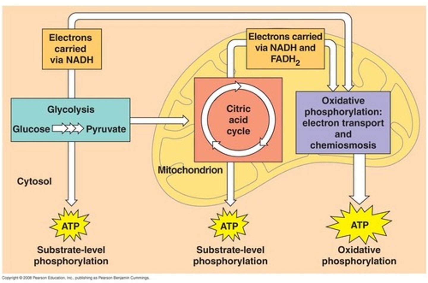 <p>(C) II, I, and III</p><p>Glycolysis takes place first then goes into the Krebs cycle, then finally into the electron transport chain.</p><p>Struggling to memorize the metabolic pathways (such as glycolysis and beta-oxidation)? Learn them like the back of your hand using Andrew's Metabolic Pathways Mastery Course @ https://mcatselfprep.com/course/andrews-metabolic-pathways-mastery-course/</p>