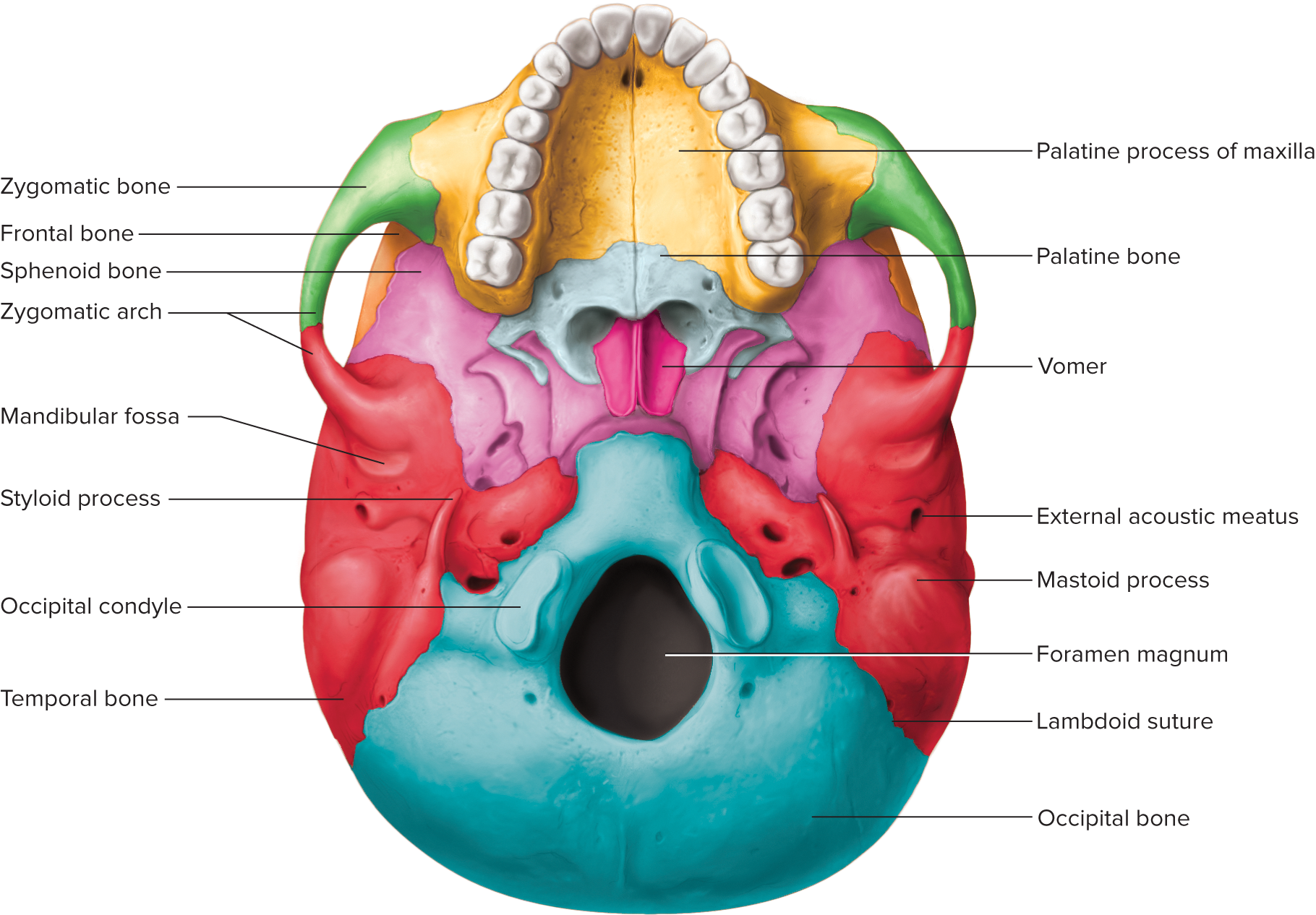 <p>joins parietal bones along the lambdoid suture</p><p>forms back of the skull and the base of the cranium</p><p>large opening on its lower surface is the foramen magnum, where nerve fibers from the brain enter the vertebral canal to become part of the spinal cord</p><p>rounded processes called the occipital condyles, located on each side of the foramen magnum, articulate w the first vertebra (atlas) of the vertebral column)</p>