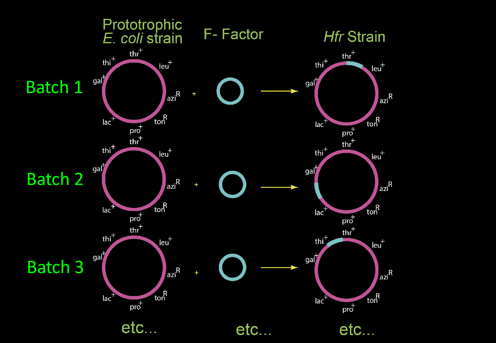 knowt flashcard image