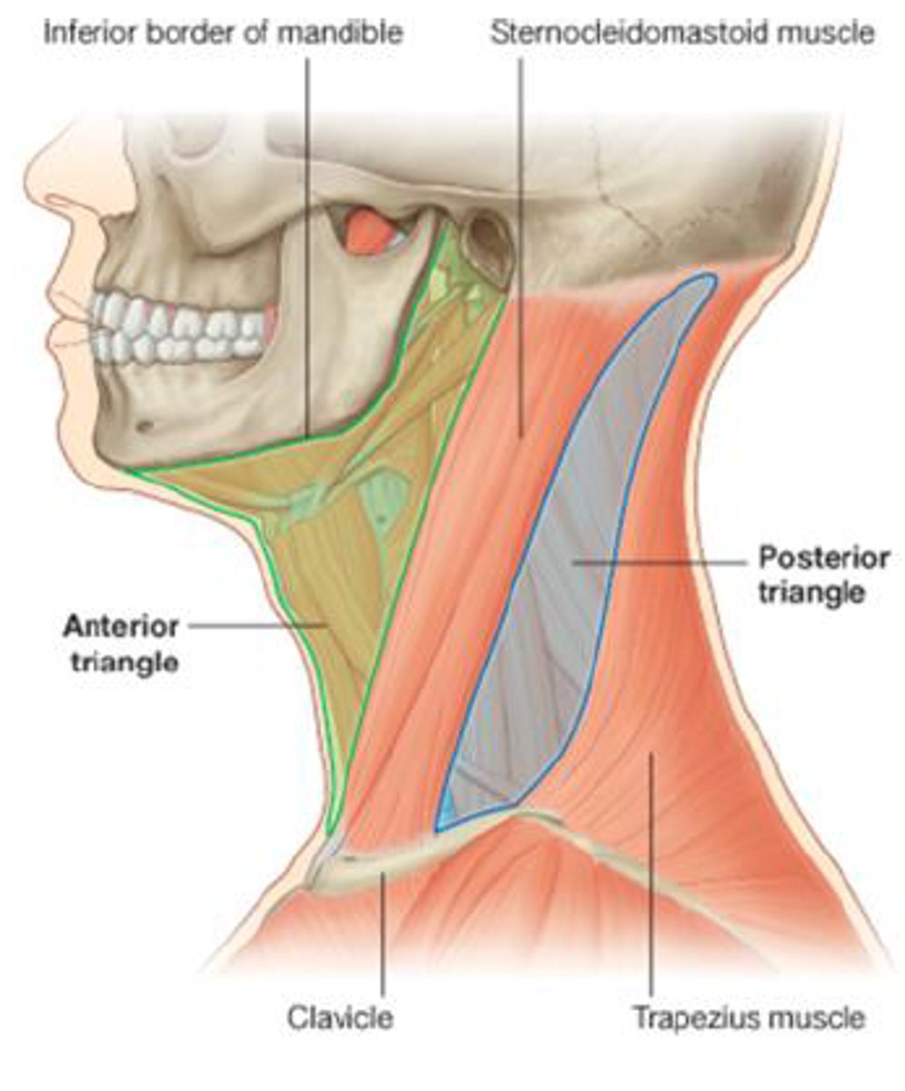 <p>borders the mandible, anterior border of sternocleidomastoid, and neck midline</p><p>in front of SCM</p>