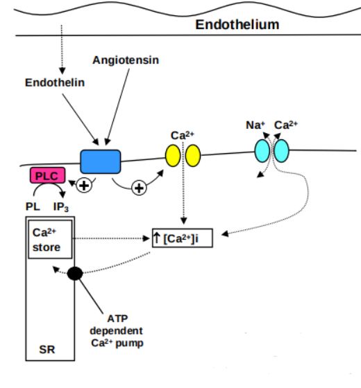 <ul><li><p>Intracellular Ca2+ in vascular smooth muscle is contained in the sarcoplasmic reticulum, the main storage site of releasable Ca2+</p></li><li><p>vasoconstrictors activate membrane-bound phospholipase C, which ↑ levels of IP3 .</p></li><li><p>This acts on receptors on the sarcoplasmic reticulum to release Ca2+ into the cytoplasm</p></li><li><p>Ca²⁺ is recaptured by ATP-driven active transport system</p></li></ul><p></p>