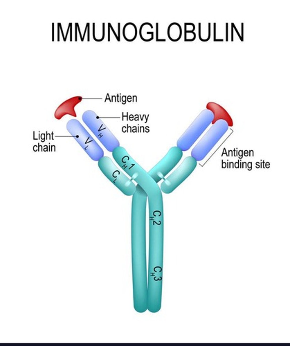 <p>The process by which a specific lymphocyte is selected for cloning when it recognizes a particular foreign antigen.</p>
