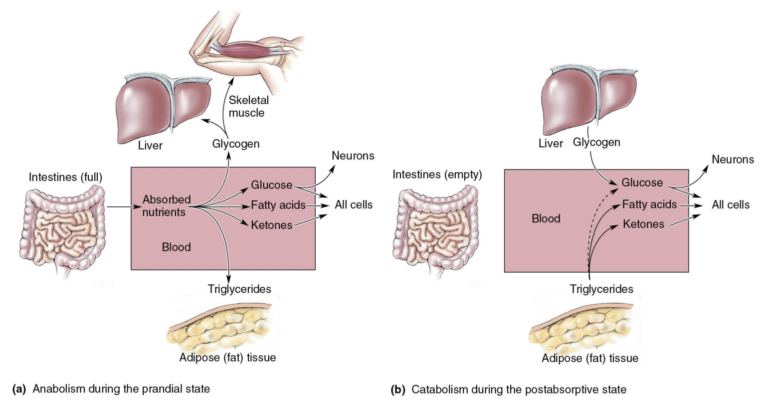 <p>anabolism v catabolism</p>