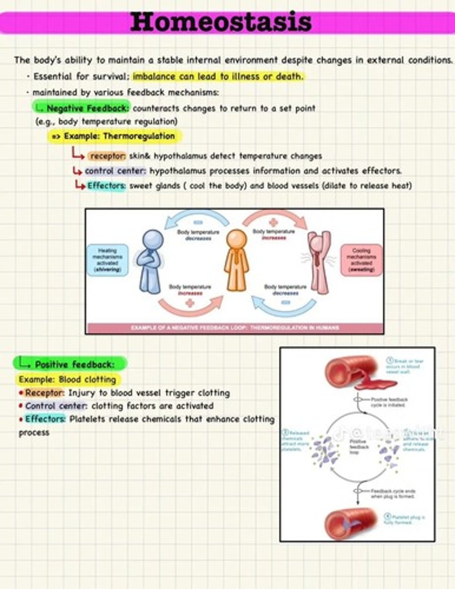 <p>the body's way of maintaining a stable internal environment through negative feedback and positive feedback</p>