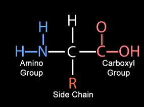 <p>what molecule is shown?</p>