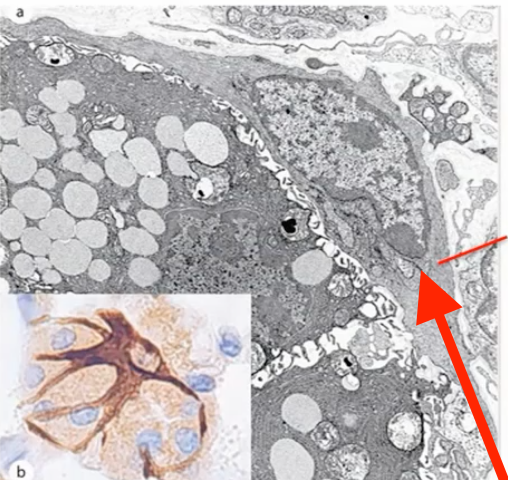<p>what kind of cell is this </p>