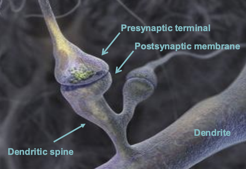 <p><span>small, bulbous protrusions on dendrites (the receiving part of a neuron) that serve as the primary location for excitatory synapses</span></p>