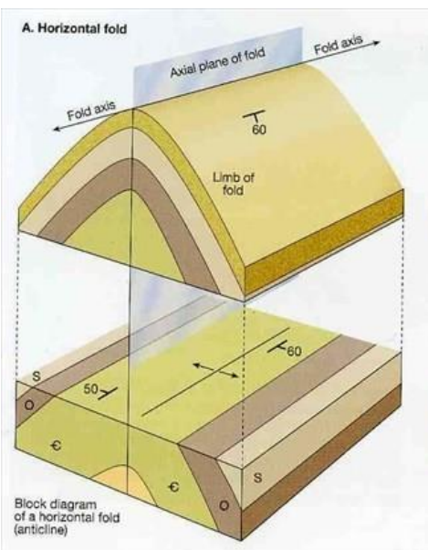 <p>Draw diagram to compare the horizontal fold and plunging fold. How do they form? What is the implication of them?</p>