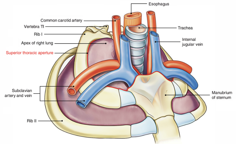 <ul><li><p>Middle mediastinum —</p><ul><li><p>Centrally located in the thoracic cavity —</p><ul><li><p>Contains — pericardium, heart, origins of great vessels, various nerves, &amp; smaller vessels</p></li></ul></li><li><p>Completely surrounded by skeletal elements &amp; consists of —</p><ul><li><p>Posteriorly — body of vertebra T1</p></li><li><p>On each side — Medial margin of Rib I</p></li><li><p>Anteriorly — manubrium</p></li></ul></li></ul></li><li><p>The first ribs slope inferiorly from their posterior articulation with T1 to their anterior attachment to he manubrium —</p><ul><li><p>Thus, the plane of the superior thoracic aperture is at an oblique angle, facing anteriorly</p></li></ul></li><li><p>Structures that pass between the upper limb &amp; thorax pass over Rib I and the superior part of the pleural cavity as they enter &amp; leave the mediastinum</p><ul><li><p>Ex. subclavian arteries &amp; veins</p></li></ul></li><li><p>Structures that pass between the neck &amp; head &amp; thorax pass more vertically through the superior thoracic aperture</p></li></ul>