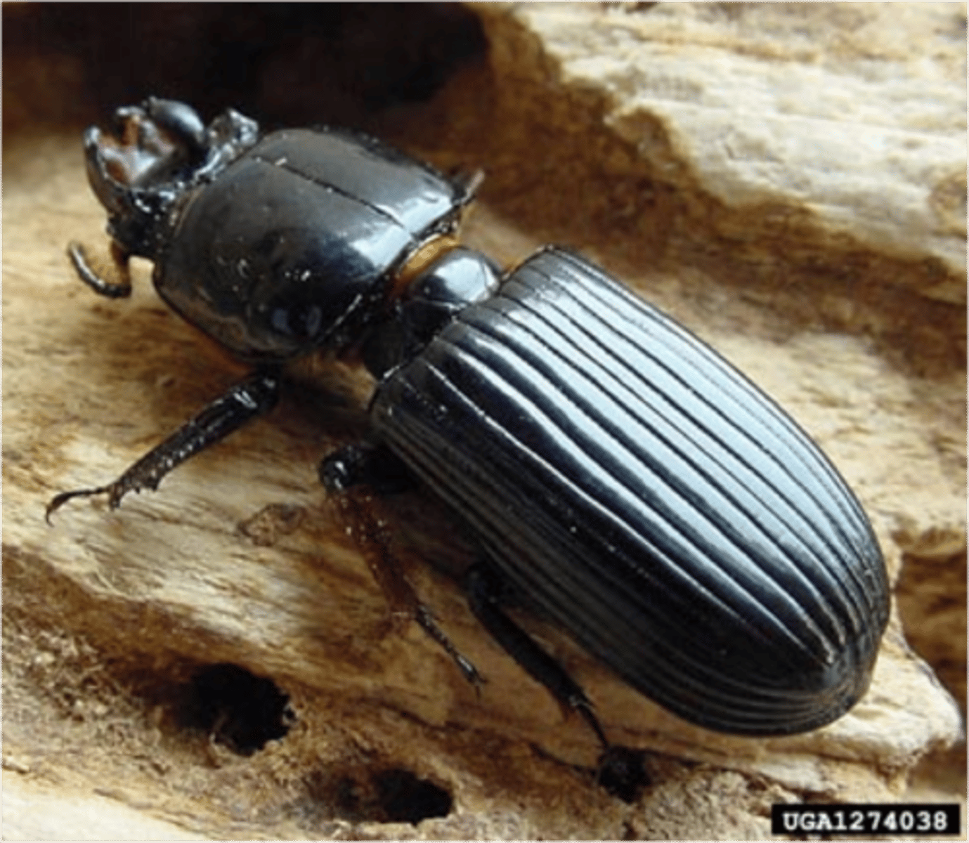 <p>Thicker than ground beetles w/ circle middle section</p>