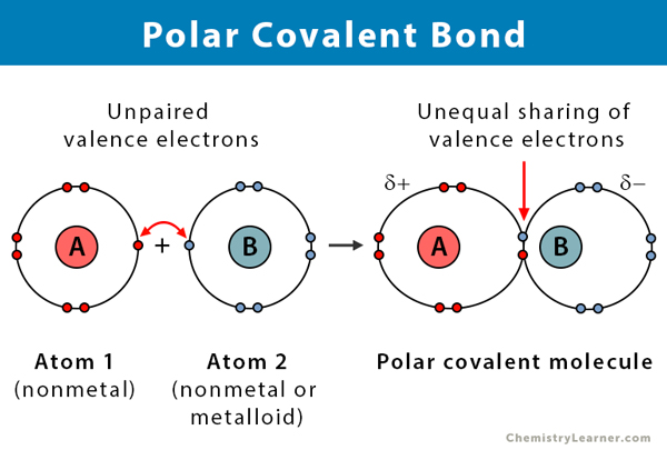 <p><span>Unequal sharing of electrons cause elements to have partial charges that are attracted to opposites.</span></p>