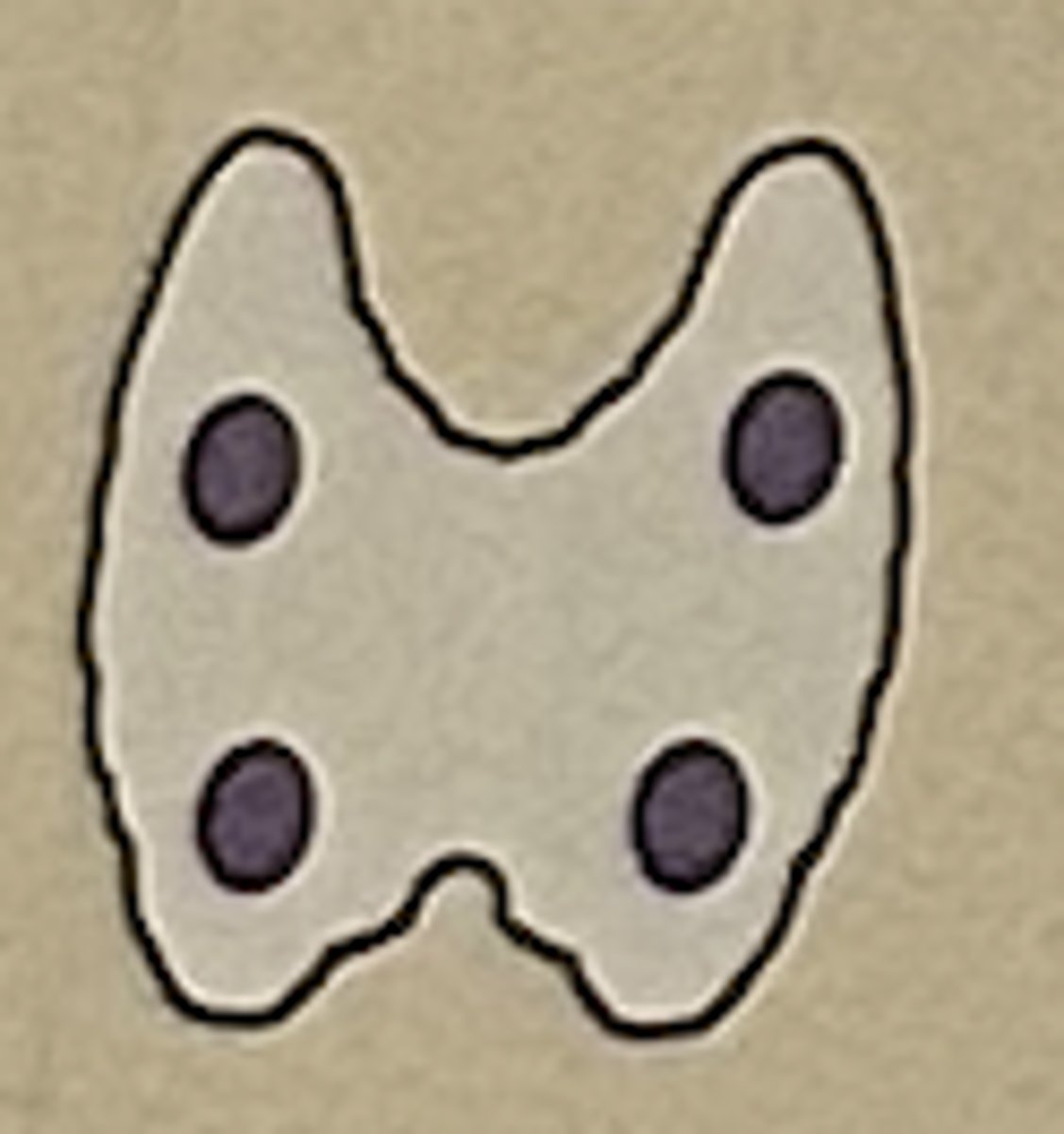 <p>Parathyroid glands</p>