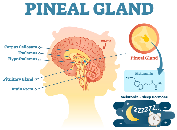 <p>Melatonin produced in the <u>pineal gland</u> across 24 hours</p>