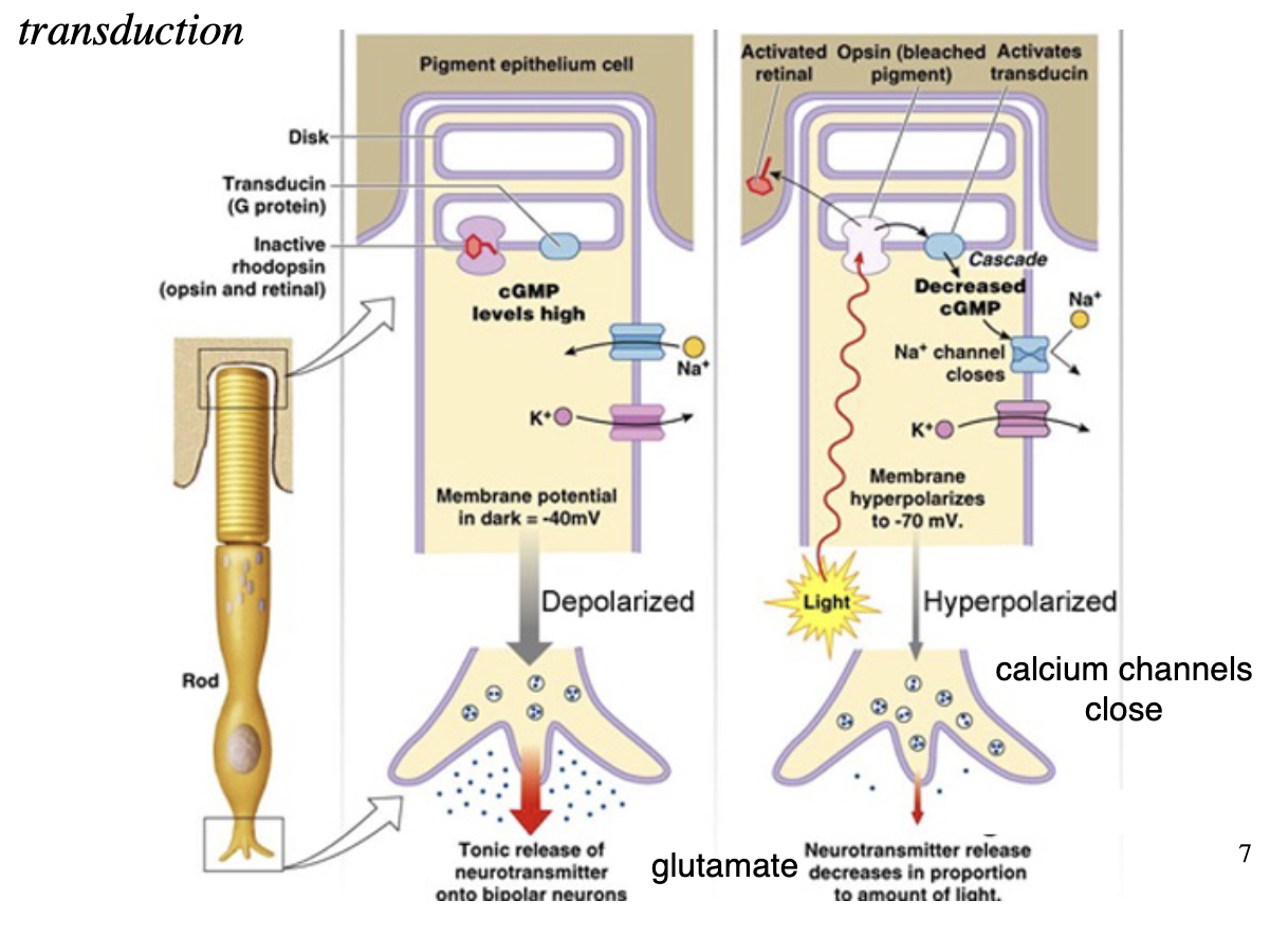 <p>hyperpolarization: imbalance of electrical current between inside and outside of rod outer segment causes closing of cell membrane channels, inside is more negatively charged</p><ul><li><p>closes voltage-gated calcium channels at synaptic terminals</p></li><li><p>reduces concentration of glutamate released in synapse</p></li><li><p>signals to bipolar cells that rod has captured a photon</p></li><li><p>potentials are graded (instead of the all-or-none in nervous system)</p></li></ul><p></p>