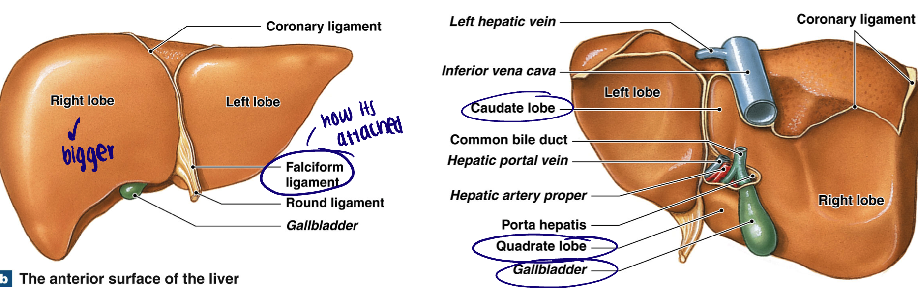 <ul><li><p>Approximately 3.3 lbs, Reddish brown, located mostly in right upper abdominal cavity</p></li><li><p>4 lobes of liver: Right lobe, left lobe, caudate lobe, quadrate lobe</p></li><li><p>Porta hepatis: blood delivered to liver via hepatic portal vein (venous blood from stomach and intestines) and from hepatic artery</p></li></ul><p></p>