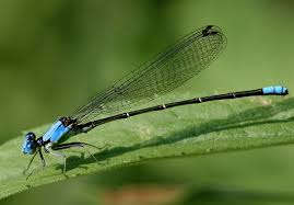 <p>Damselflies</p>