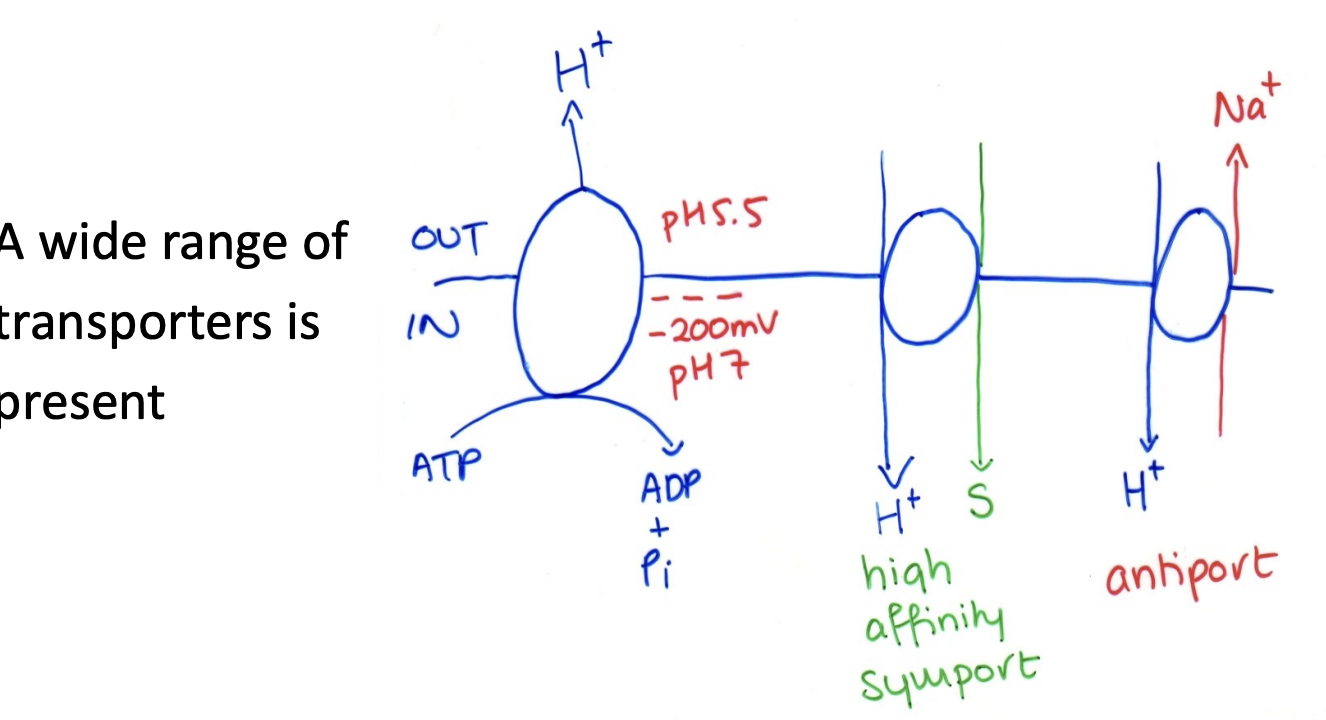 <ul><li><p>Fungu run on proton economy</p></li><li><p>Many pumps are P-type A+-ATPase </p><ul><li><p>In plasma membrane</p></li><li><p>encoded by PMA1 and PMA2</p></li></ul></li></ul><p></p><p></p>