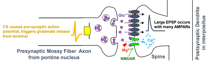 <p>pontine neurons fire &amp; release glutamate onto interpositus</p><p>mossy fiber synapse generates large EPSP that triggers AP in postsynaptic (eyeblink) and opens NMDA receptors</p>
