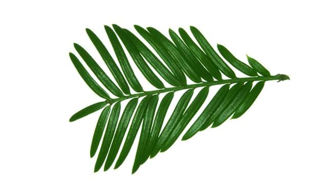 <p>Whose leaf is this?</p>