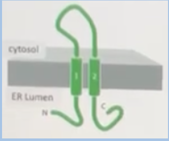 <p><span style="background-color: transparent;"><span>A transmembrane protein normally form a structure shown below. If an ER signal sequence were added to its N-terminus, which structure would the engineered protein adopt?</span></span></p><img src="https://knowt-user-attachments.s3.amazonaws.com/2f601cec-b2a8-459f-bbb2-af606abcc1a2.png" data-width="100%" data-align="center" alt="Option A."><img src="https://knowt-user-attachments.s3.amazonaws.com/7c53cdc1-6014-4ba3-bf57-74fadff92d71.png" data-width="100%" data-align="center" alt="Option B"><img src="https://knowt-user-attachments.s3.amazonaws.com/ce3badb7-7d3d-45fa-a20c-cba1b32da547.png" data-width="100%" data-align="center" alt="Option C"><img src="https://knowt-user-attachments.s3.amazonaws.com/adb5e7cf-b042-4070-ba53-09e76af07784.png" data-width="100%" data-align="center" alt="Option D"><p></p>