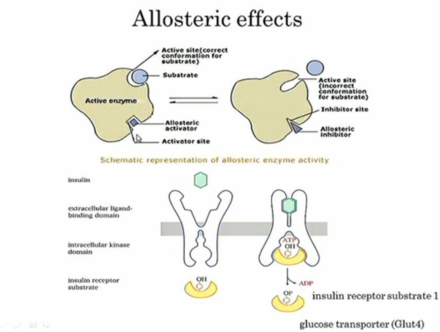 <p>o2 affinity decreases in response to allosteric effects (ph, co2, 2,3 BPG) → allosteric effectors form salt bridges for T state</p>