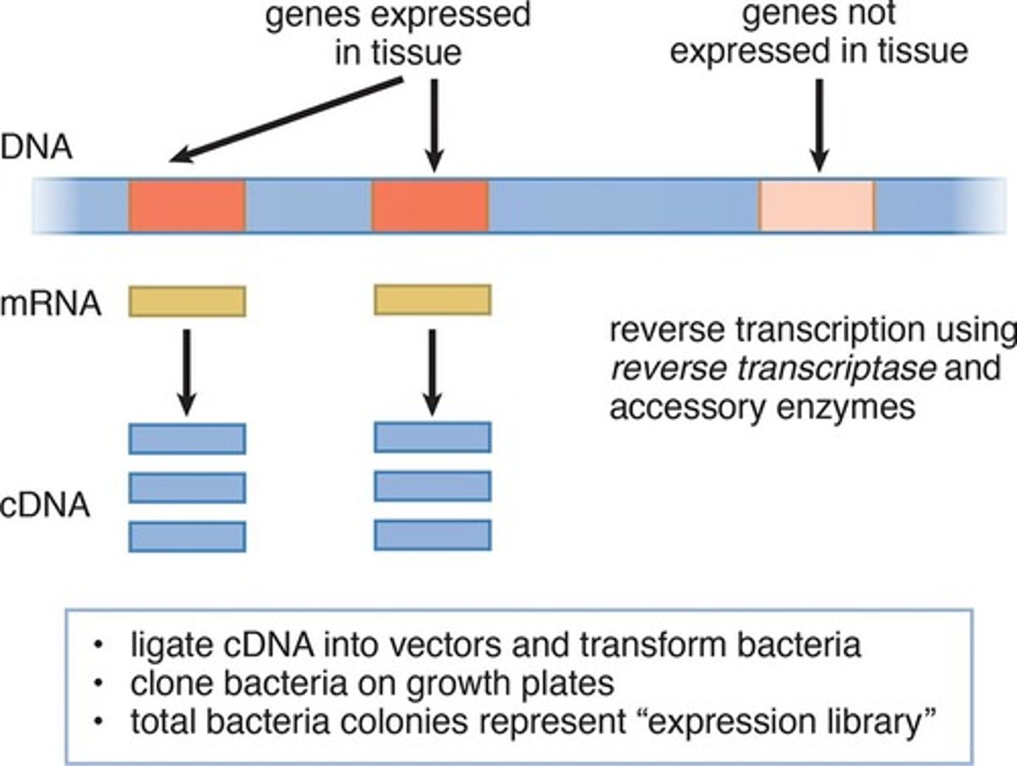 <p>contain only DNA sequences that have a corresponding mRNA molecule in the cell</p><p>- mRNA can be used as a template to make a cDNA molecules using reverse transcriptase</p><p>- cDNA can then be amplified by biological cloning or PCR</p>