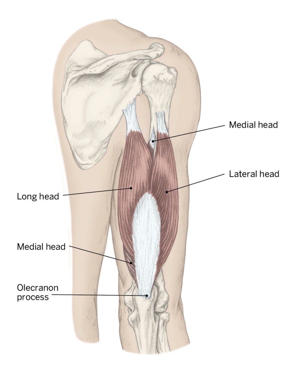 <p>O- Scapula; Infraglenoid Tubercle &amp; Posterior Humerus</p><p>I- Olecranon Process of the ulna</p><p>A- Elbow extension &amp; Shoulder extension</p>