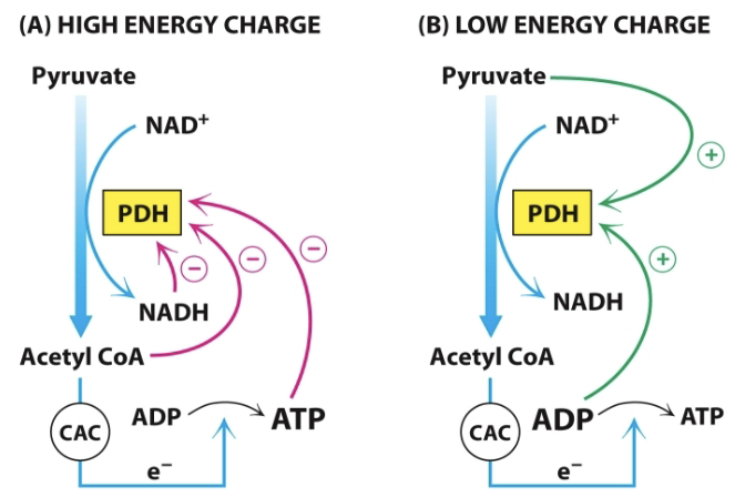 <ul><li><p><strong>Product inhibition</strong> by NADH and Acetyl-CoA</p></li><li><p><strong>Covalent modification of <u>E1</u></strong> (phosphorylation) <strong>→</strong> inactivation</p></li></ul><p></p>