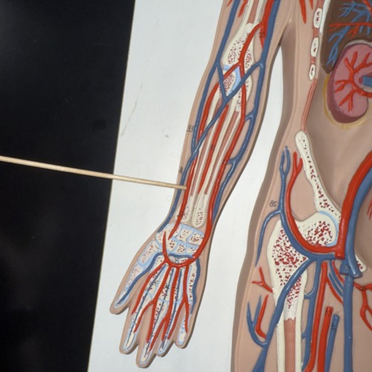 <p>Identify the structure.</p>