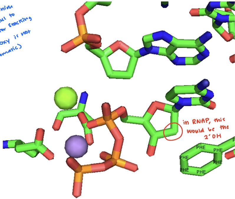 How is this phenylalanine side chain involved in selecting dNTPs over rNTPs?