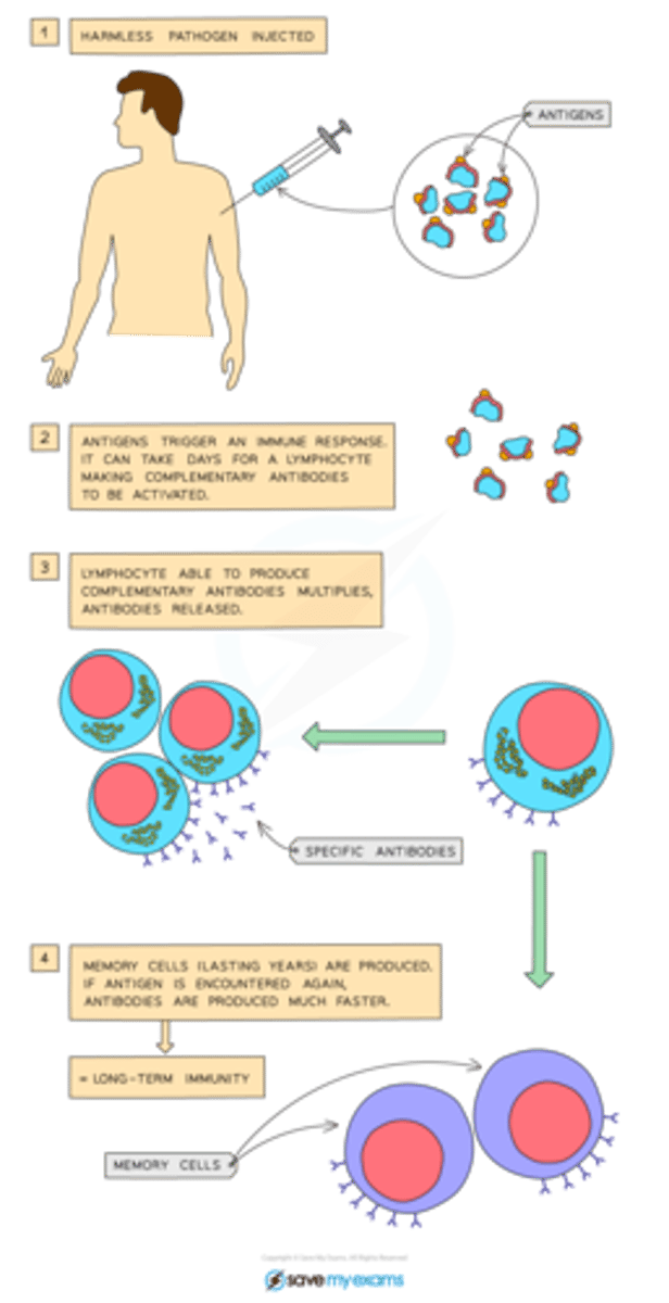 <p>Immunization involves introducing a weakened version of a pathogen to the body through vaccination. The body prepares antibodies to counter the pathogen, and leftover antibodies will destroy any future pathogens.</p>