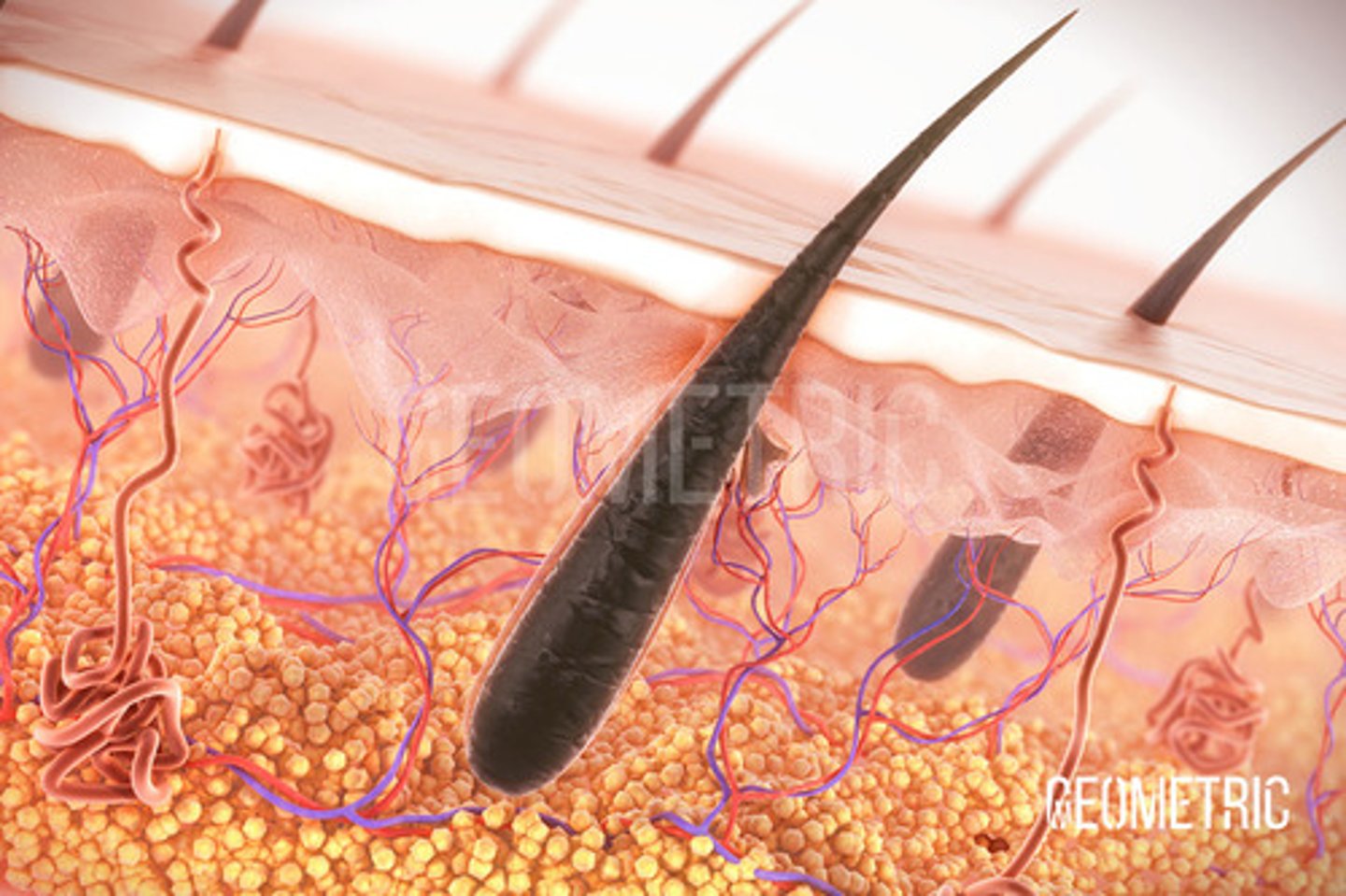 <p>Shaft, root, hair bulb, hair papilla, matrix, arrector pilli muscle.</p>