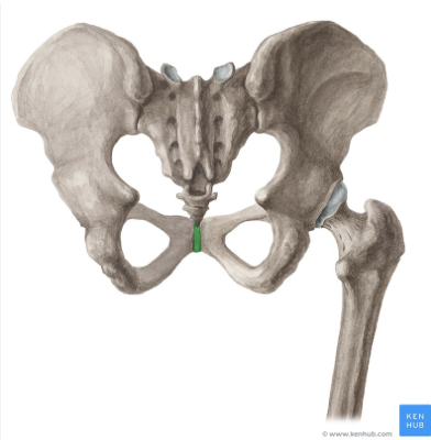 <p>secondary cartilaginous joint of pelvis</p>