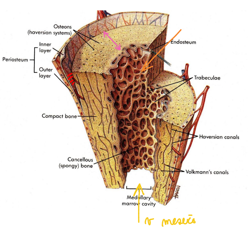 <p>periosteum</p><p>substantia compacta</p><p>substancia  spongiosa</p><p>endosteum</p><p>cavitas medularis</p>