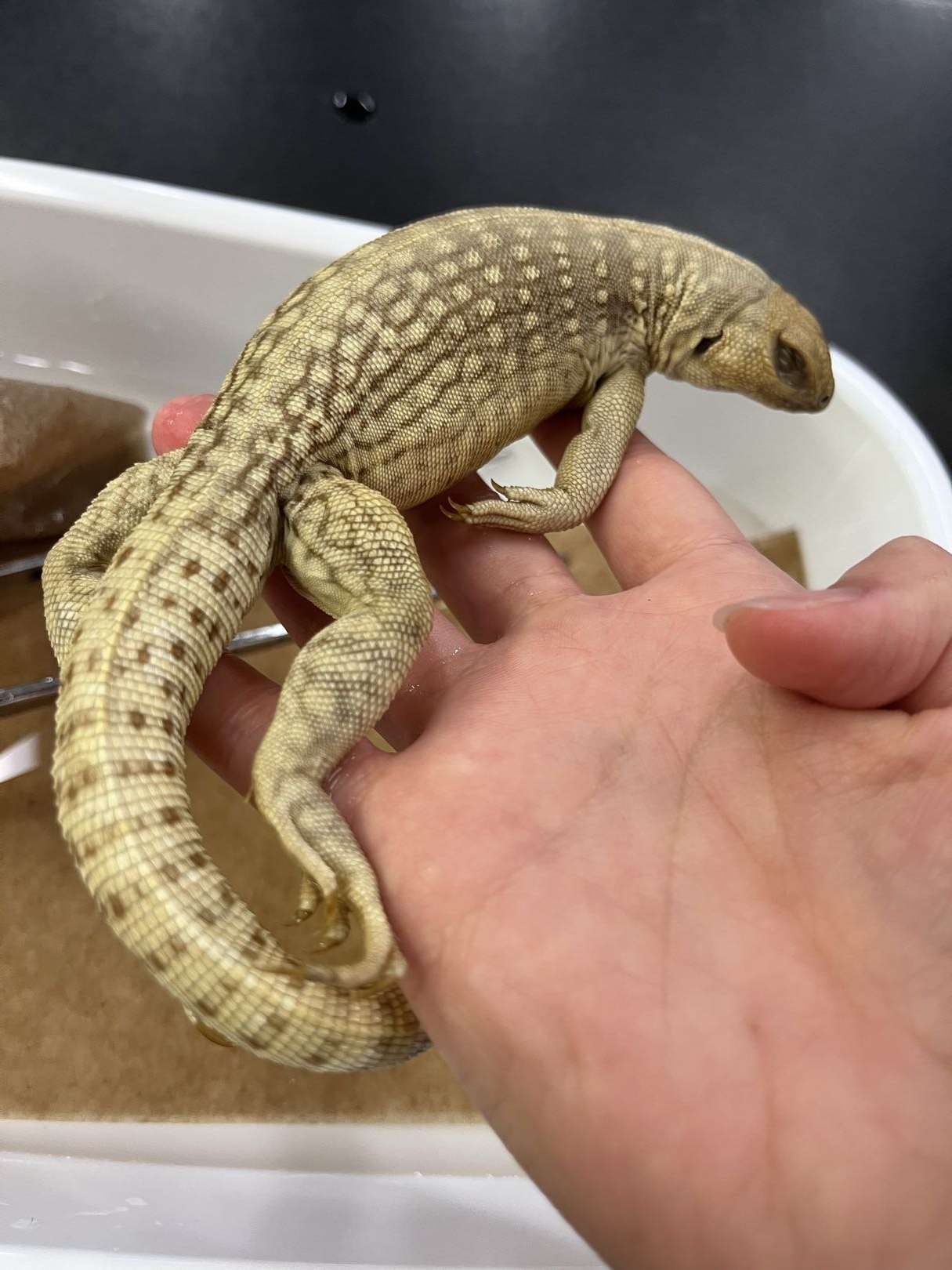 <p>Infraorder + Family?<br>- large bodied</p><p><strong>- large dorsal crest (some)</strong></p><p><strong>- large small intestine</strong></p><p>~50 species</p>