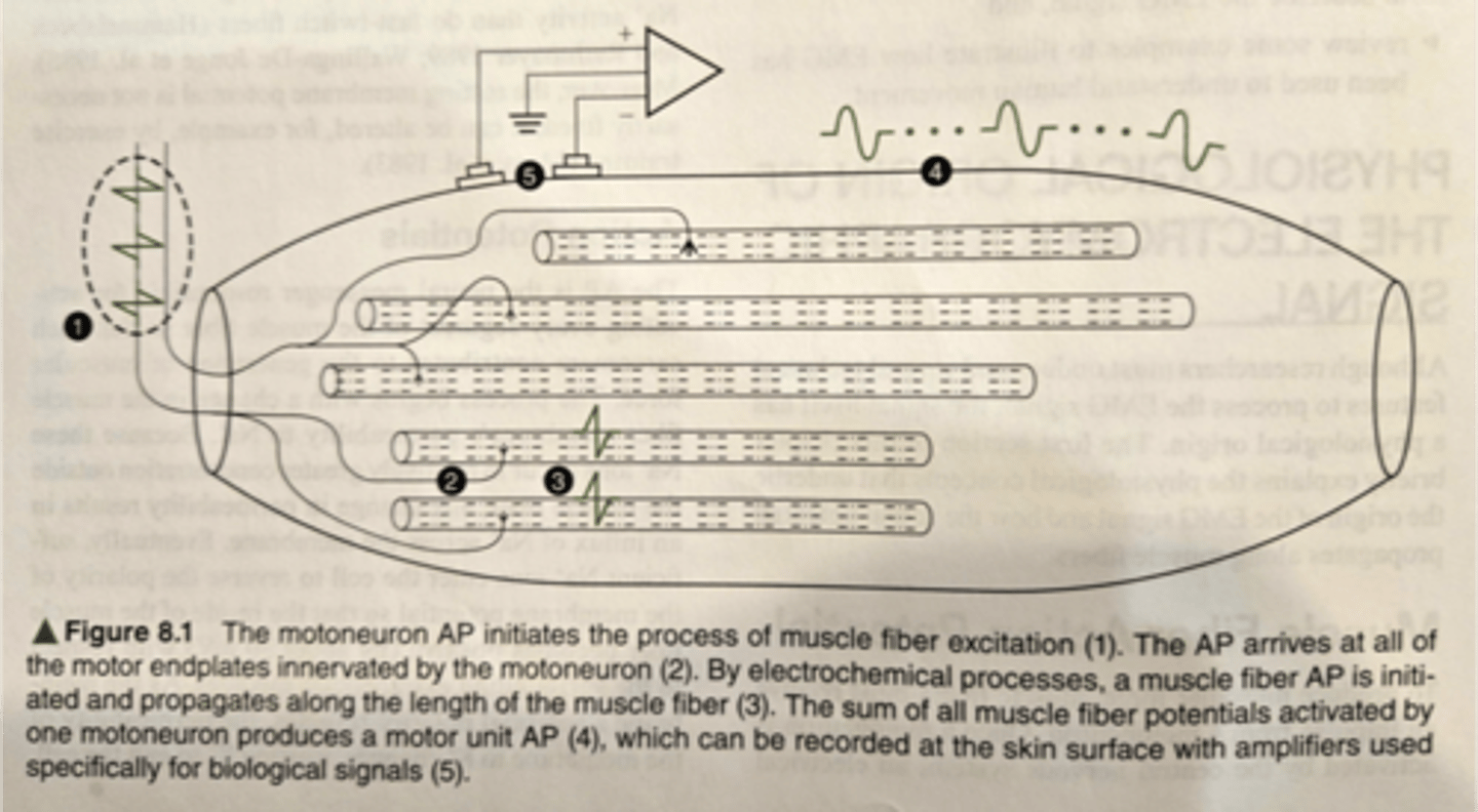 <p>motor unit action potentials </p><p>providing insight regarding control of voluntary/ reflexive movement</p>
