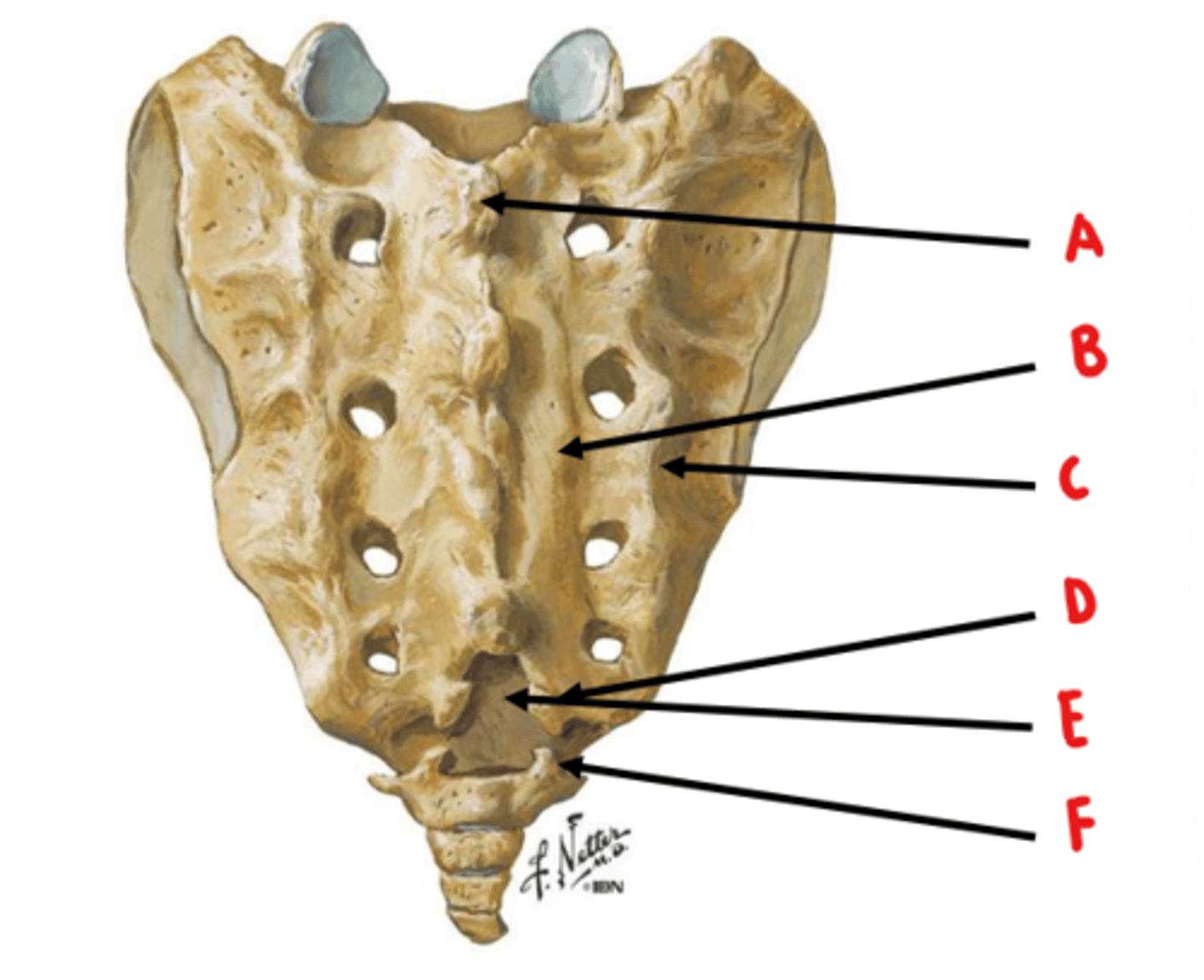 <p>Identify E</p>