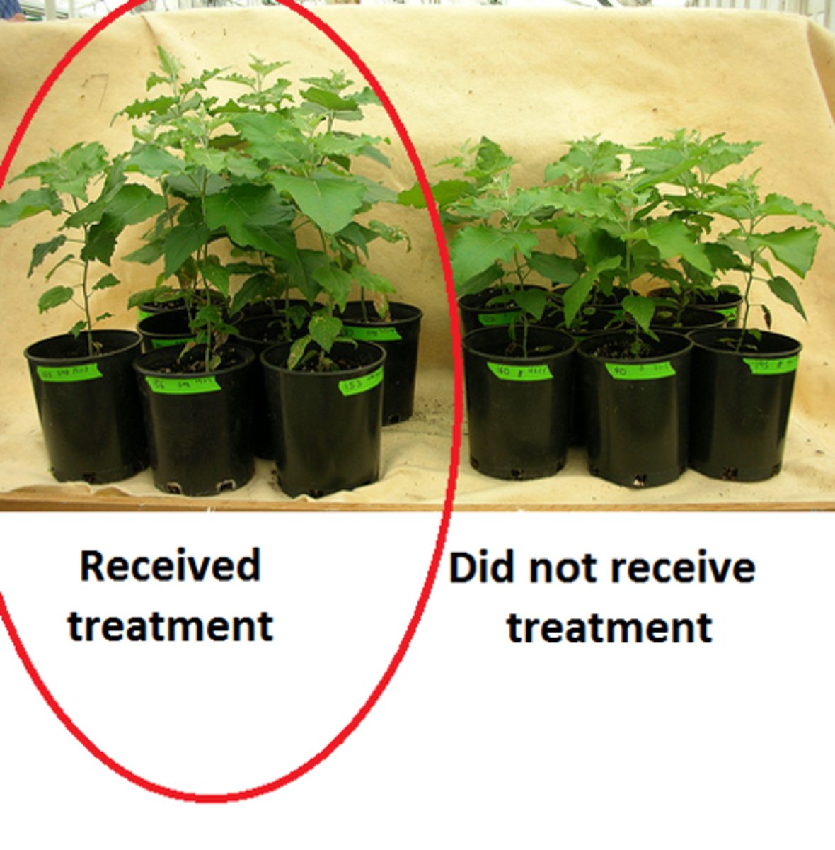 <p>in an experiment, the group exposed to the treatment, that is, to one version of the independent variable.</p>