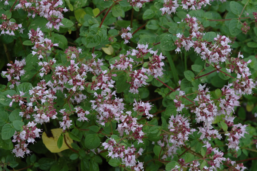 <p>Mäkimeirami</p>