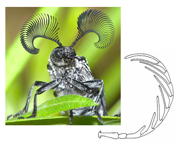 <p>Pectinate Antennae</p>