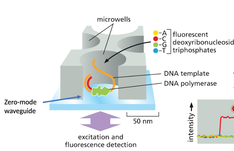 <p>Single-molecule-real time sequencing uses deoxyribonuleoside triphosphates (fluorescent dye attached to a terminal phosphate). The fluorescent dye diffuses after each nucleotide incorporation by polymerase.</p>