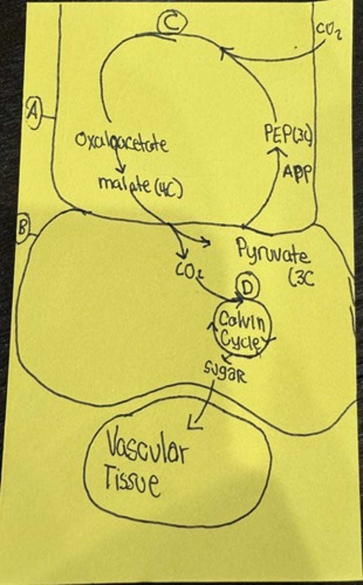 <p>What is B</p>