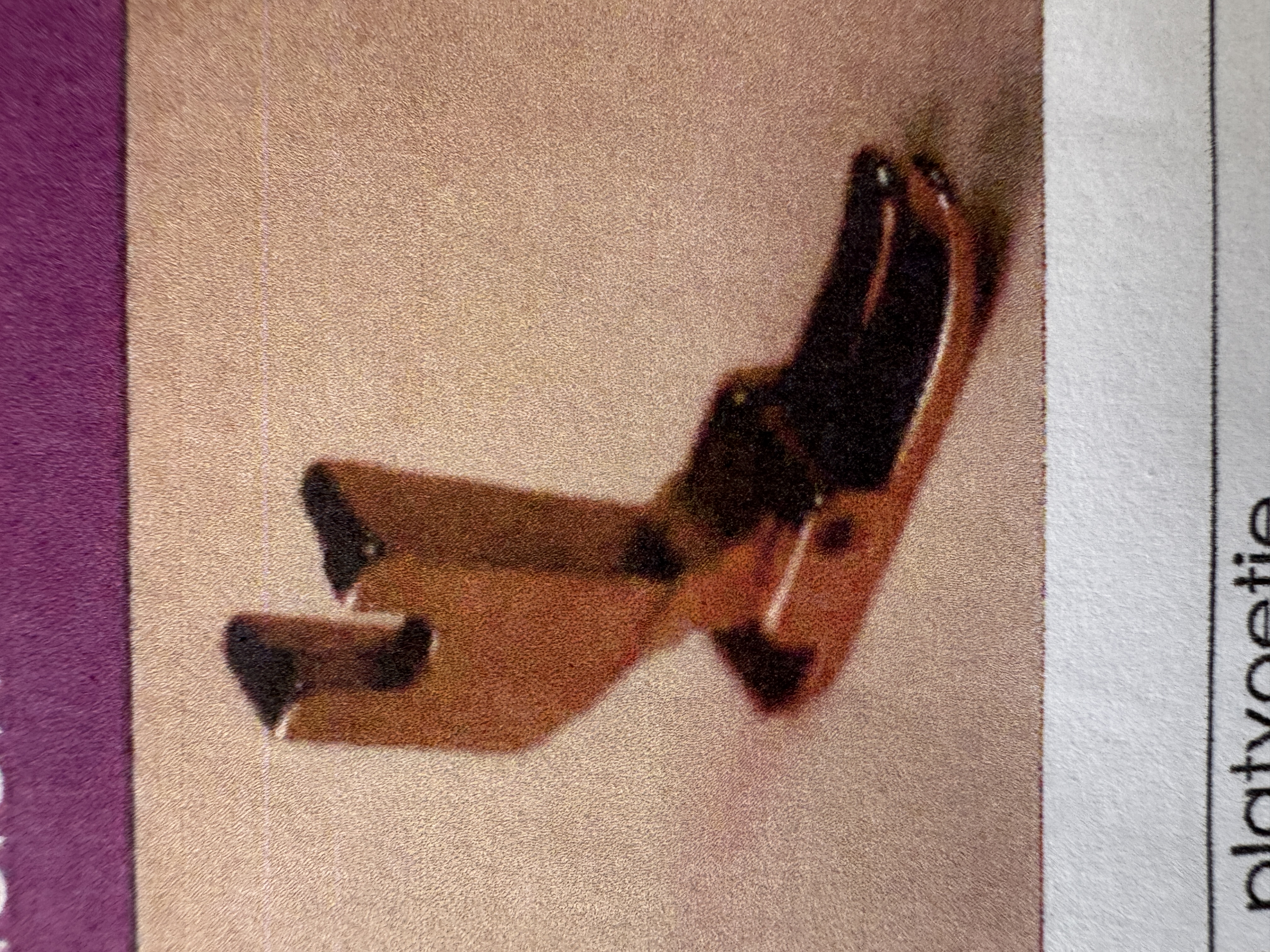 term image