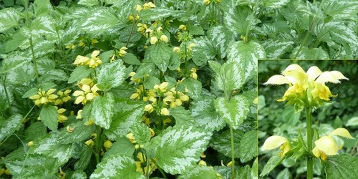 <p>Gele dovenetel</p>