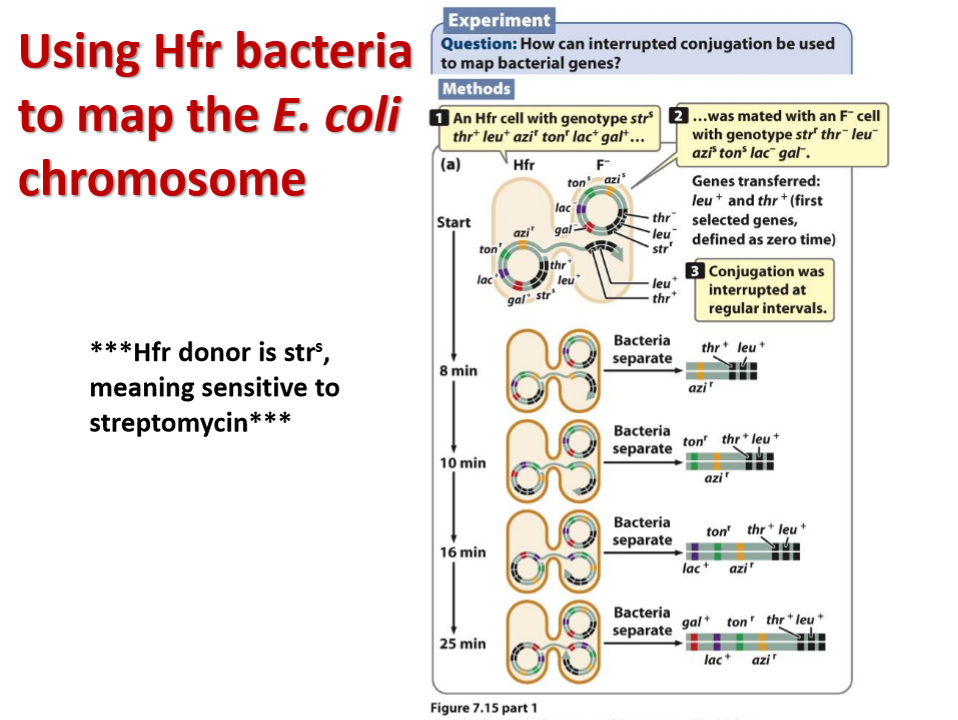 <p>Thr and leu transferred immediately (closer together in genome)</p><p> </p><p>Using this you get relative distances of genes + order</p><p></p><p>Longer they were conjugated, more genes transferred</p>